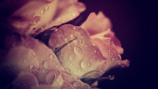 Eau de rose pour le visage : le guide au coeur des pétales