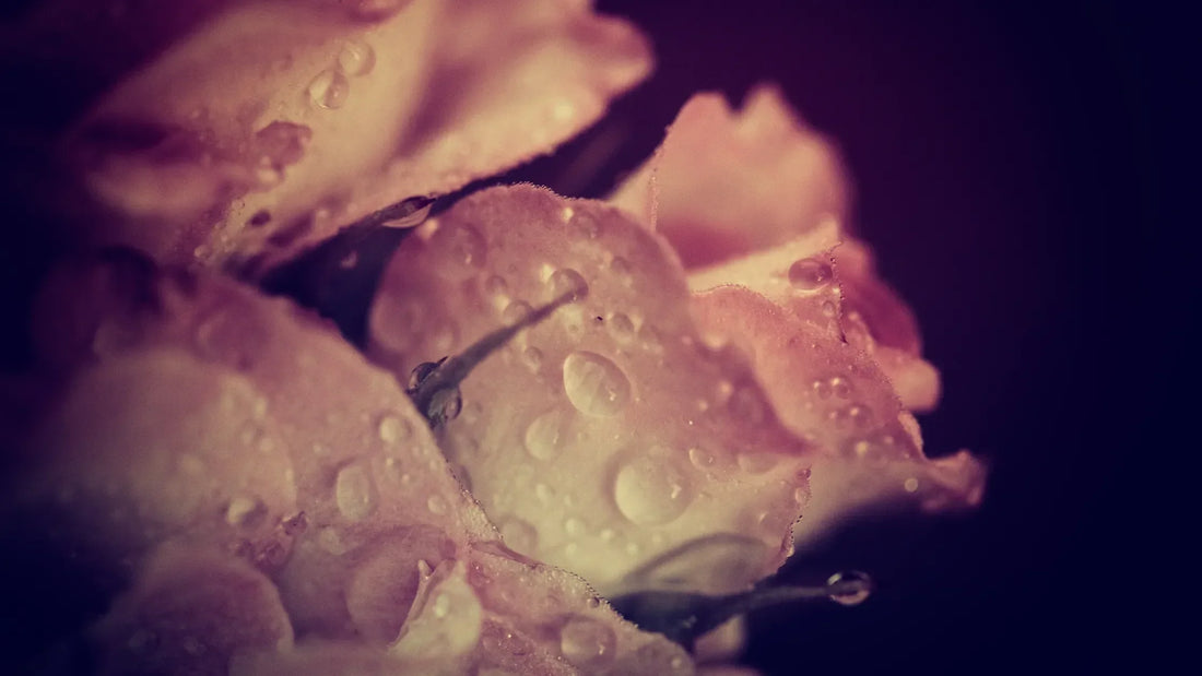 Eau de rose pour le visage : le guide au coeur des pétales