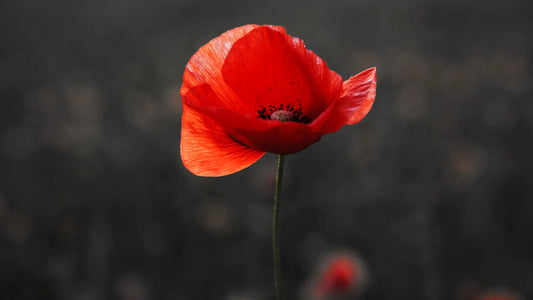 Coquelicot : ses bienfaits pour les peaux matures et fatiguées